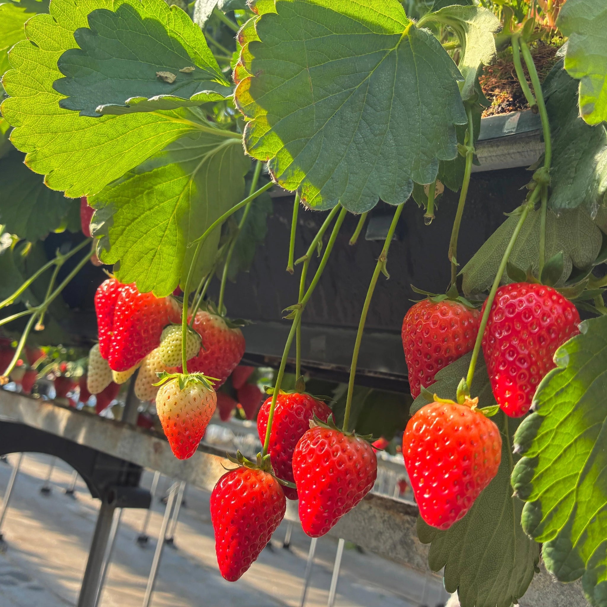 【CROWN】を履いてお出掛け